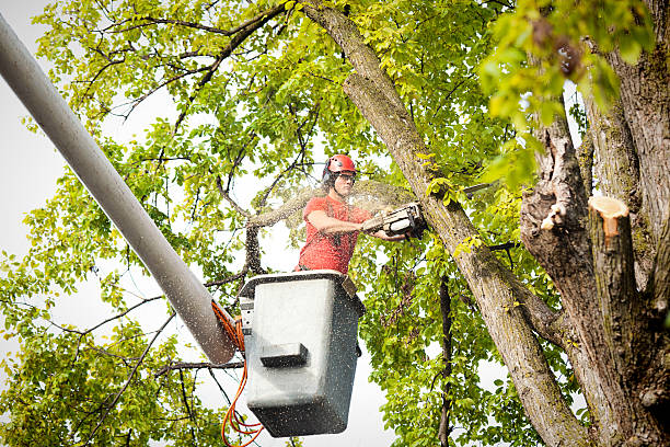 Best Palm Tree Trimming  in Santa Rosa, CA